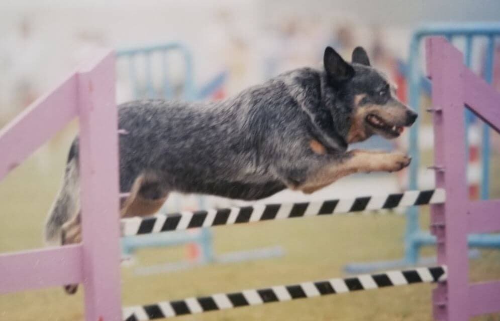 Australian Cattle Dog