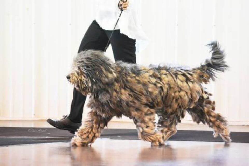 Bergamasco Sheepdog