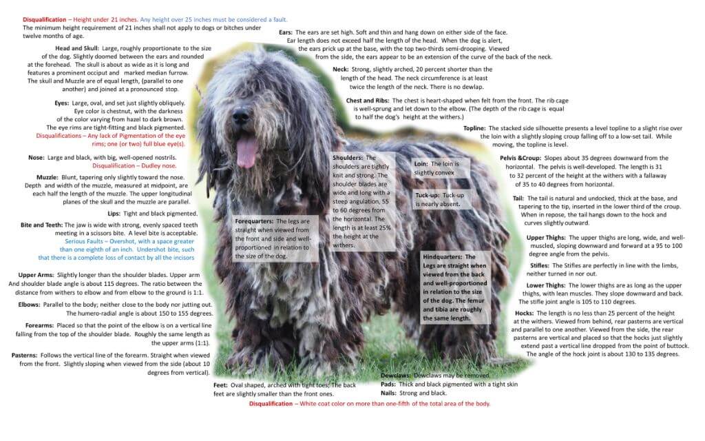 Bergamasco Sheepdog
