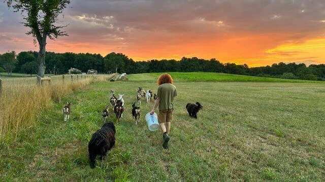 Herding with Bergamasco Sheepdogs