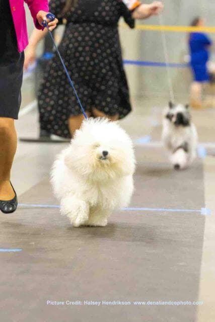 Bolognese Breed