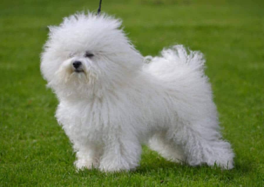 Bolognese Breed