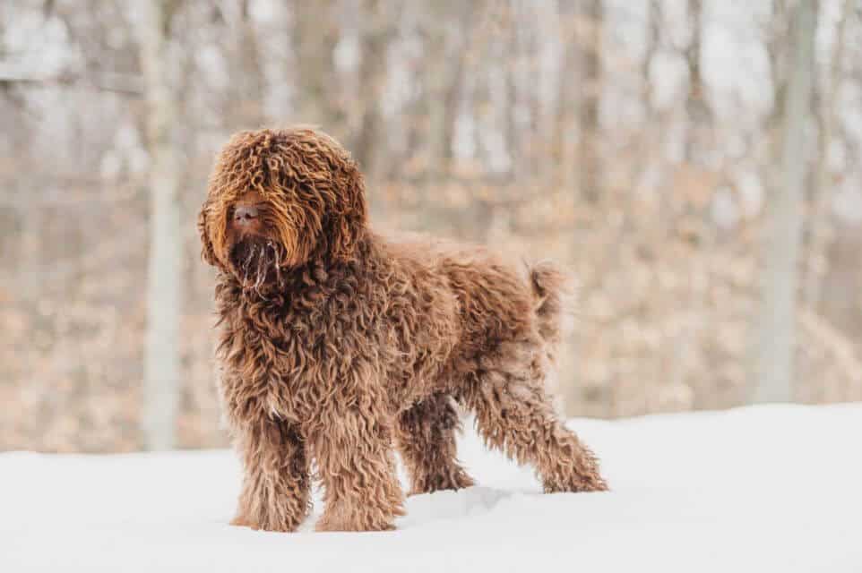 Barbet