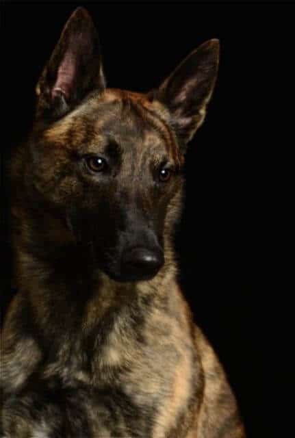 Dutch Shepherd