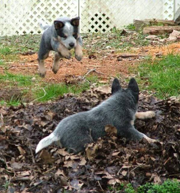 Australian Cattle Dog