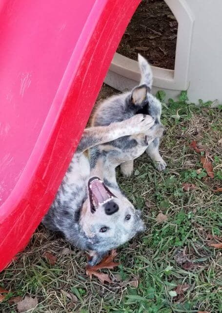Australian Cattle Dog