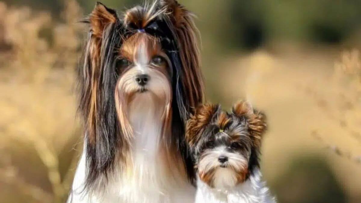 Biewer Terrier