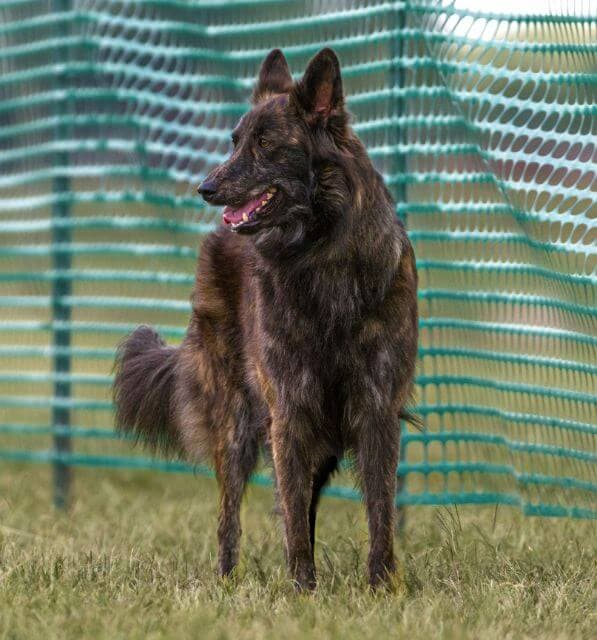 Dutch Shepherd