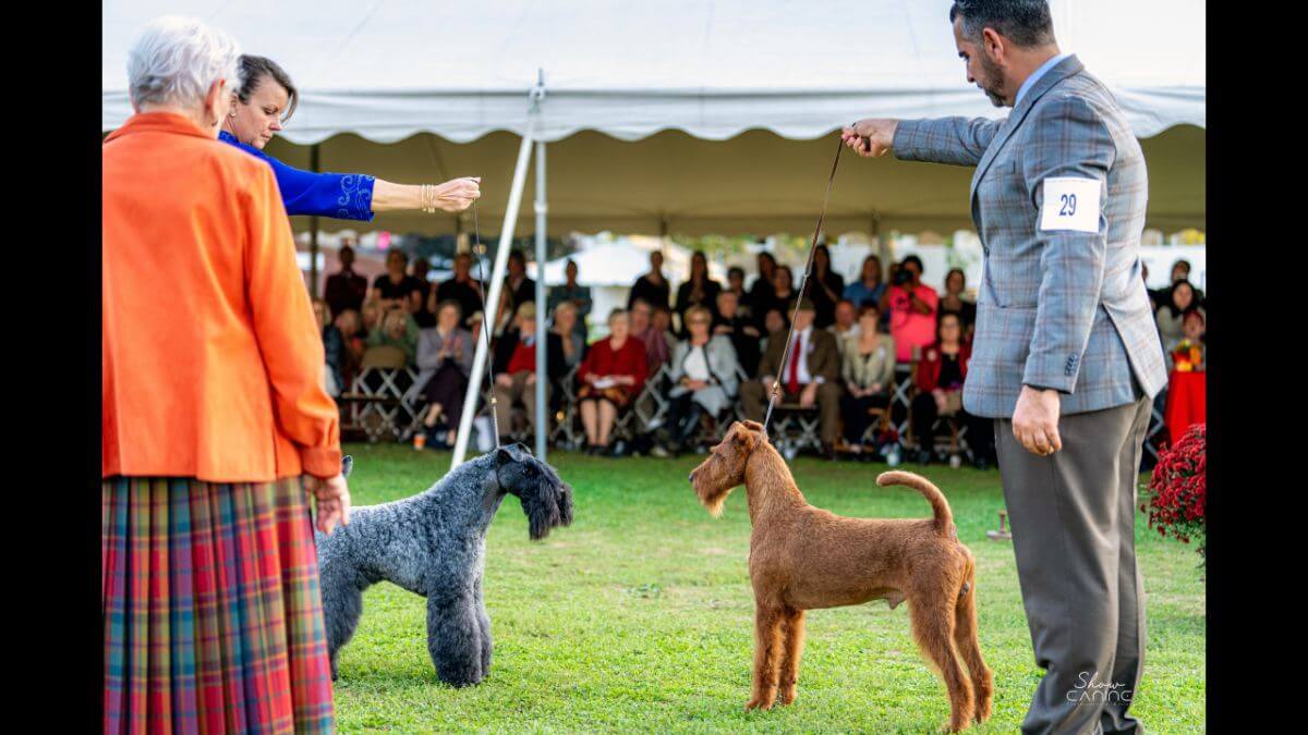 Cesky Terrier and Manchester Terrier