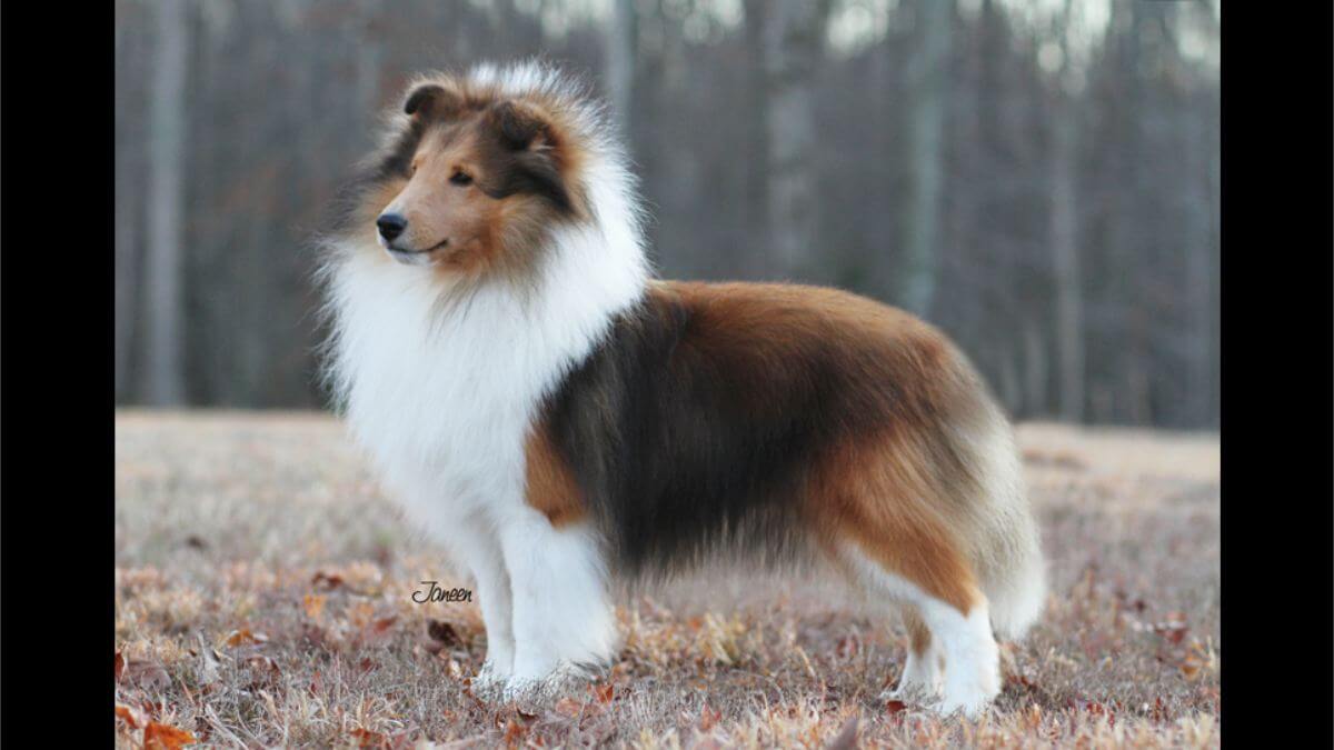 Shetland Sheepdog