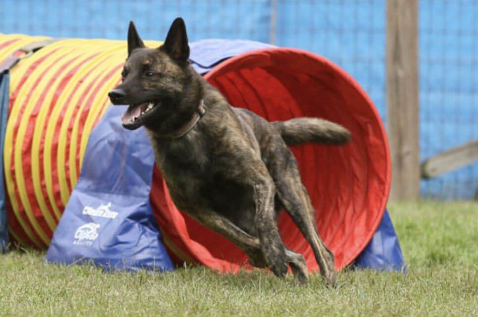 Dutch Shepherd