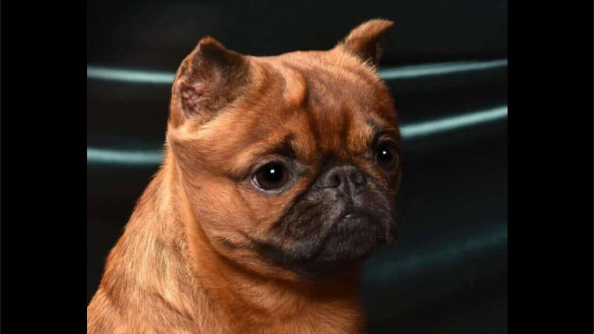 Brussels Griffon