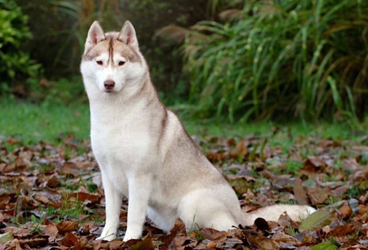 Siberian Husky