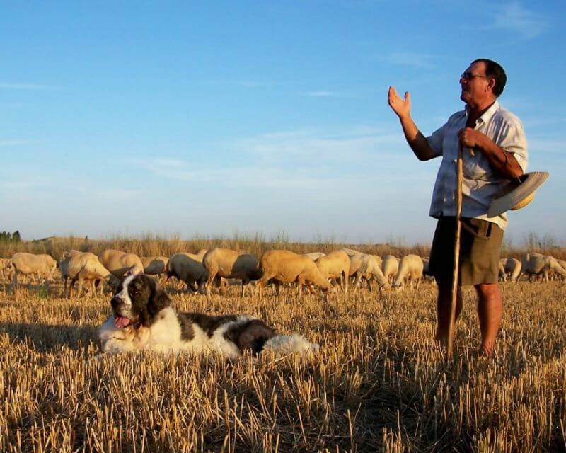 Pyrenean Mastiff