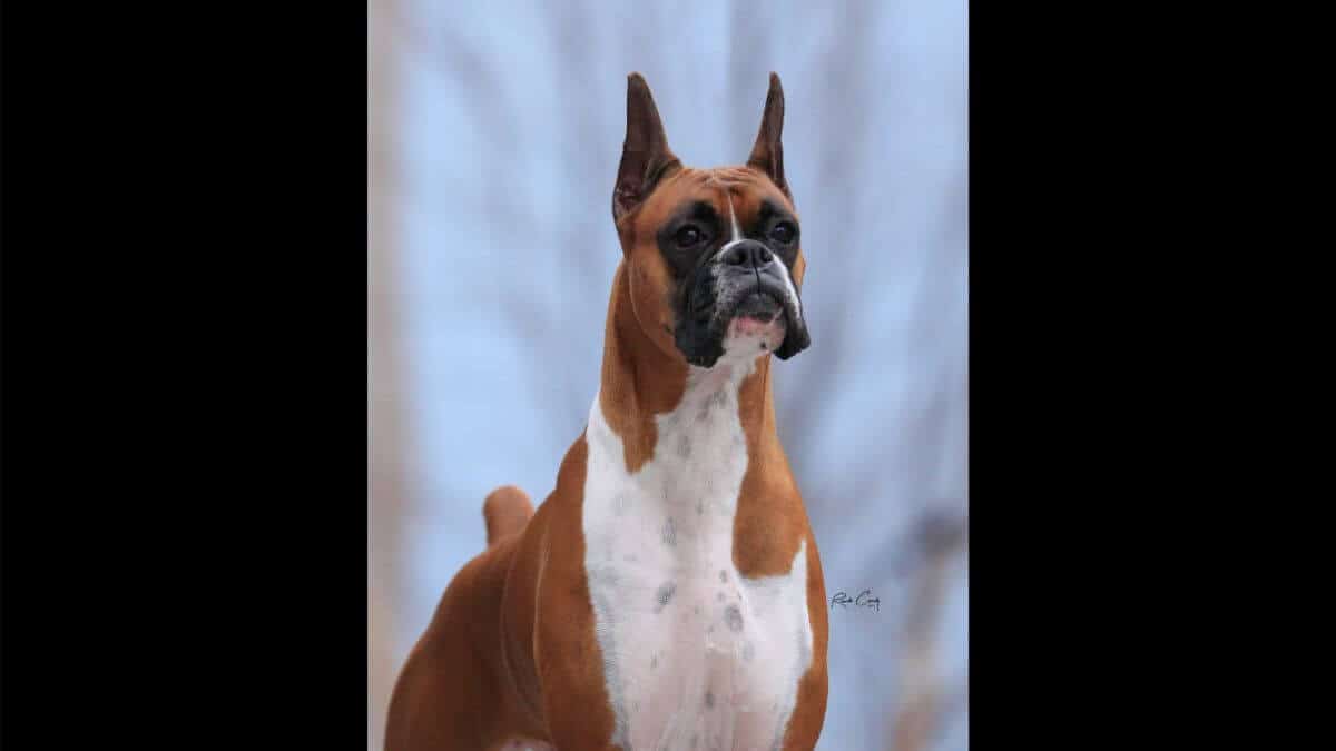 Boxer