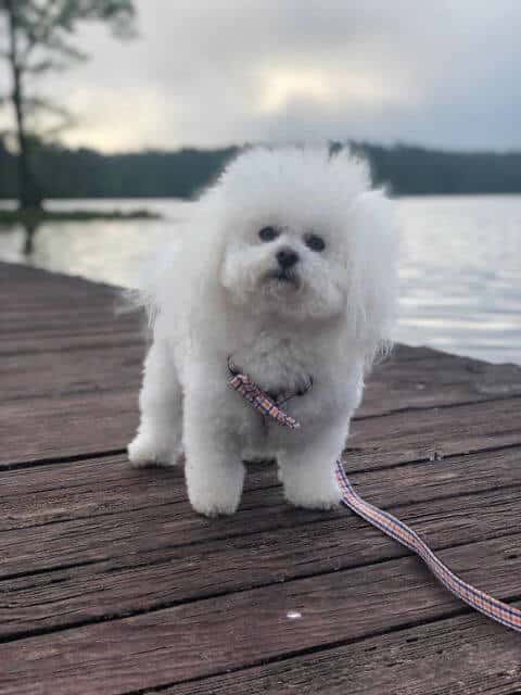 Bolognese Breed