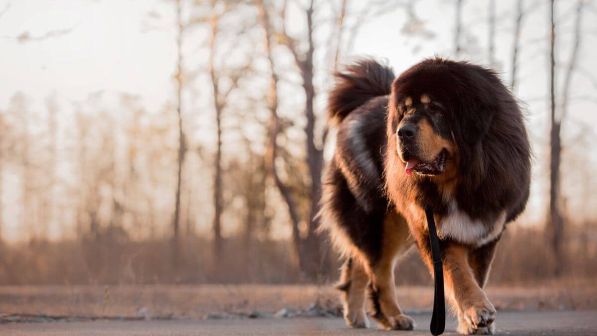 Tibetan Mastiff