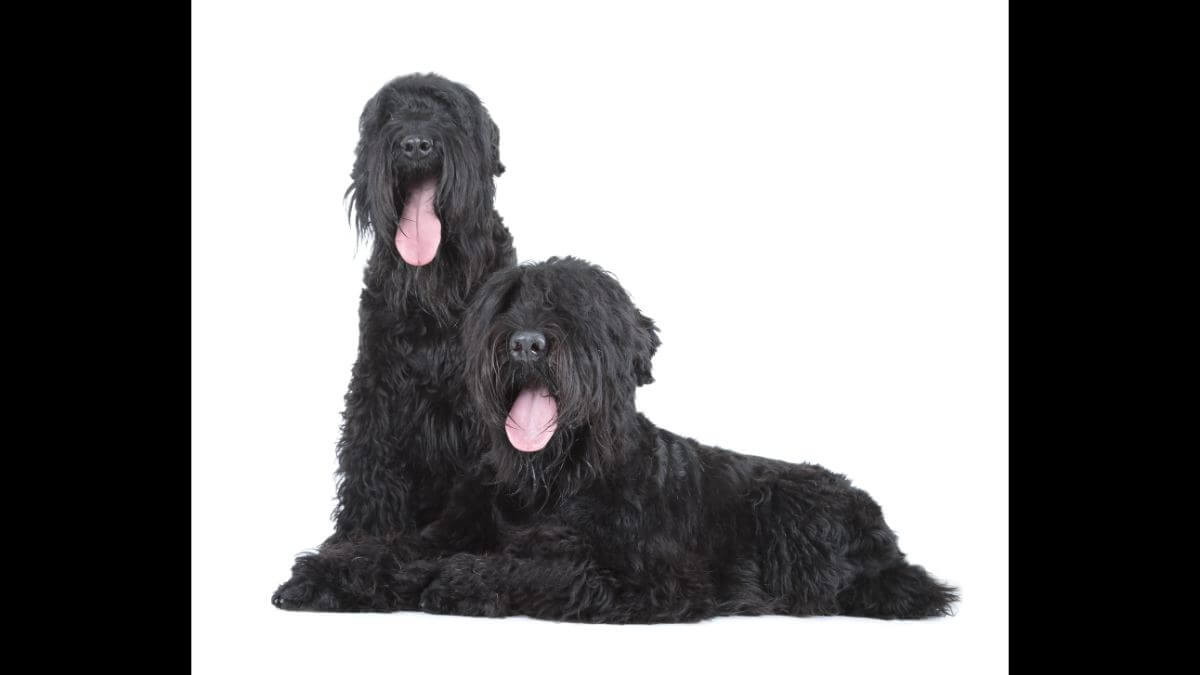 Black Russian Terrier