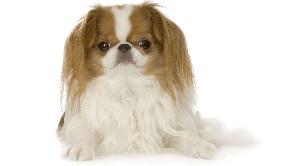 Japanese Chin