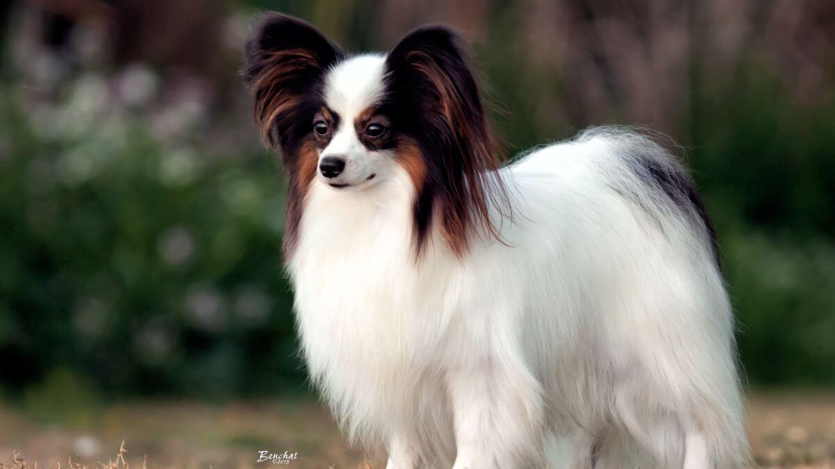 Papillon