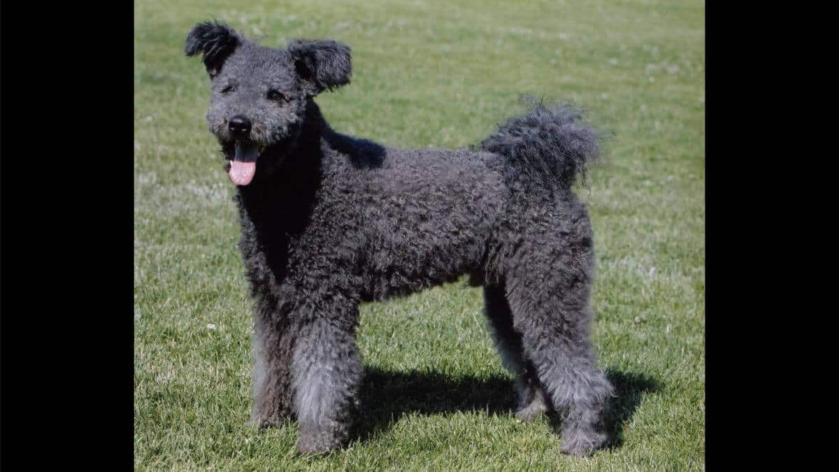 Pumi