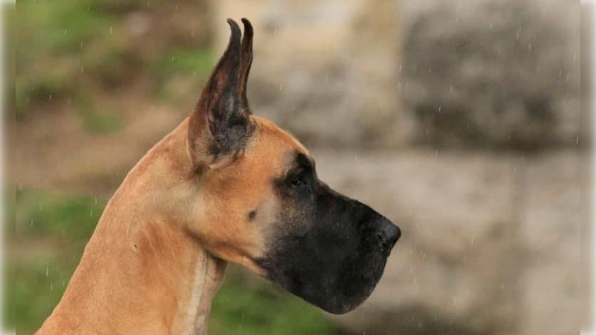 Close-up side photo of a Great Dane's head