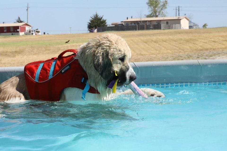Pyrenean Mastiff
