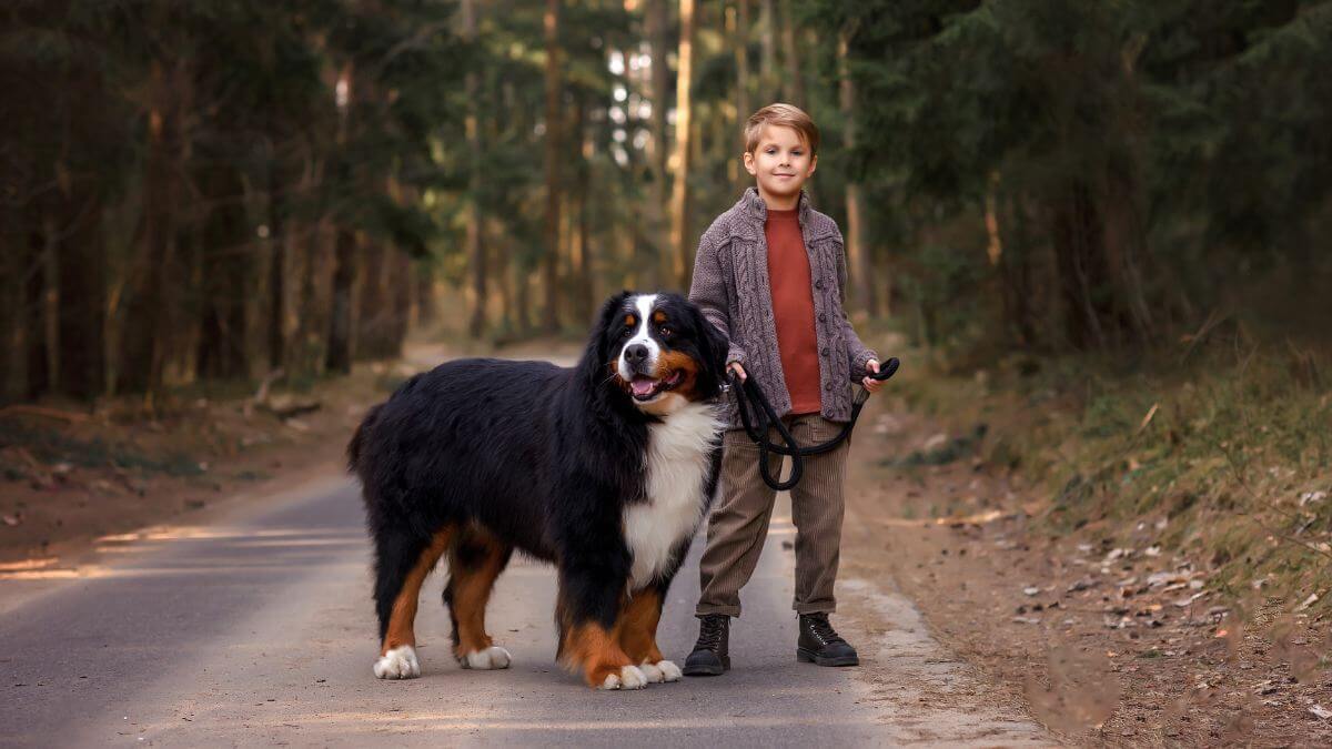 Bernese Mountain Dog