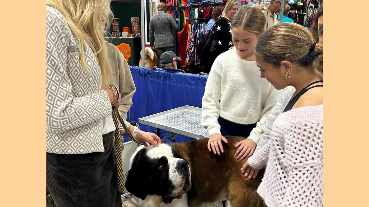 At the National Dog Show, spectators (of all ages) get to meet exhibitors and their dogs (of all sizes) in the benching areas. Photo by Dan Sayers
