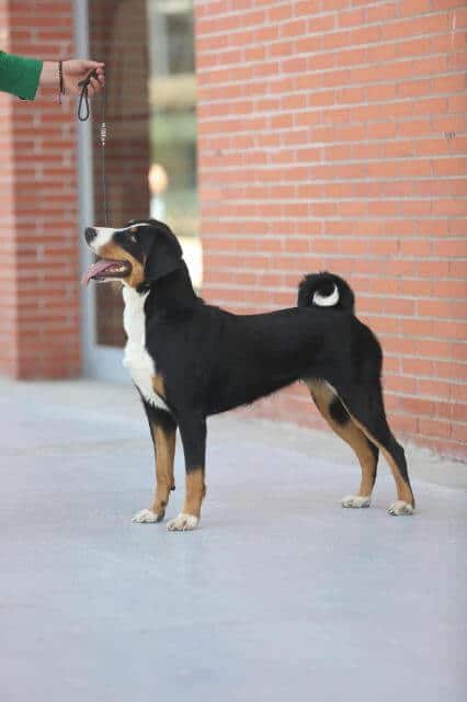 Appenzeller Sennenhund