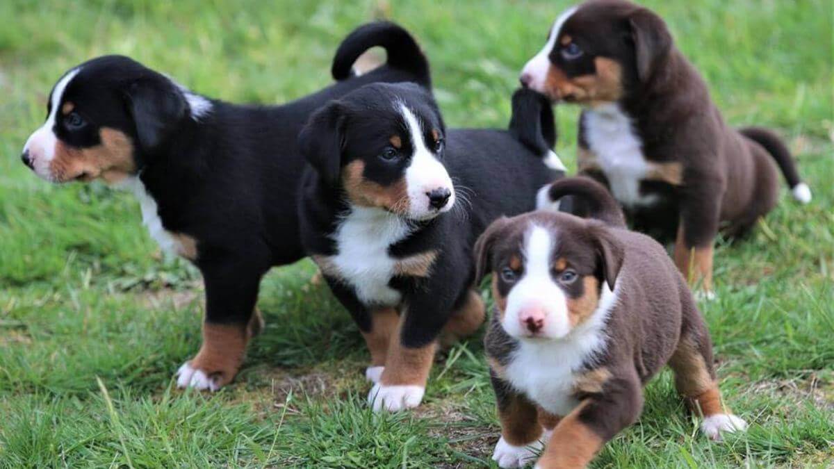 Appenzeller Sennenhund
