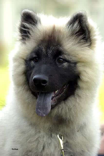 Eurasier