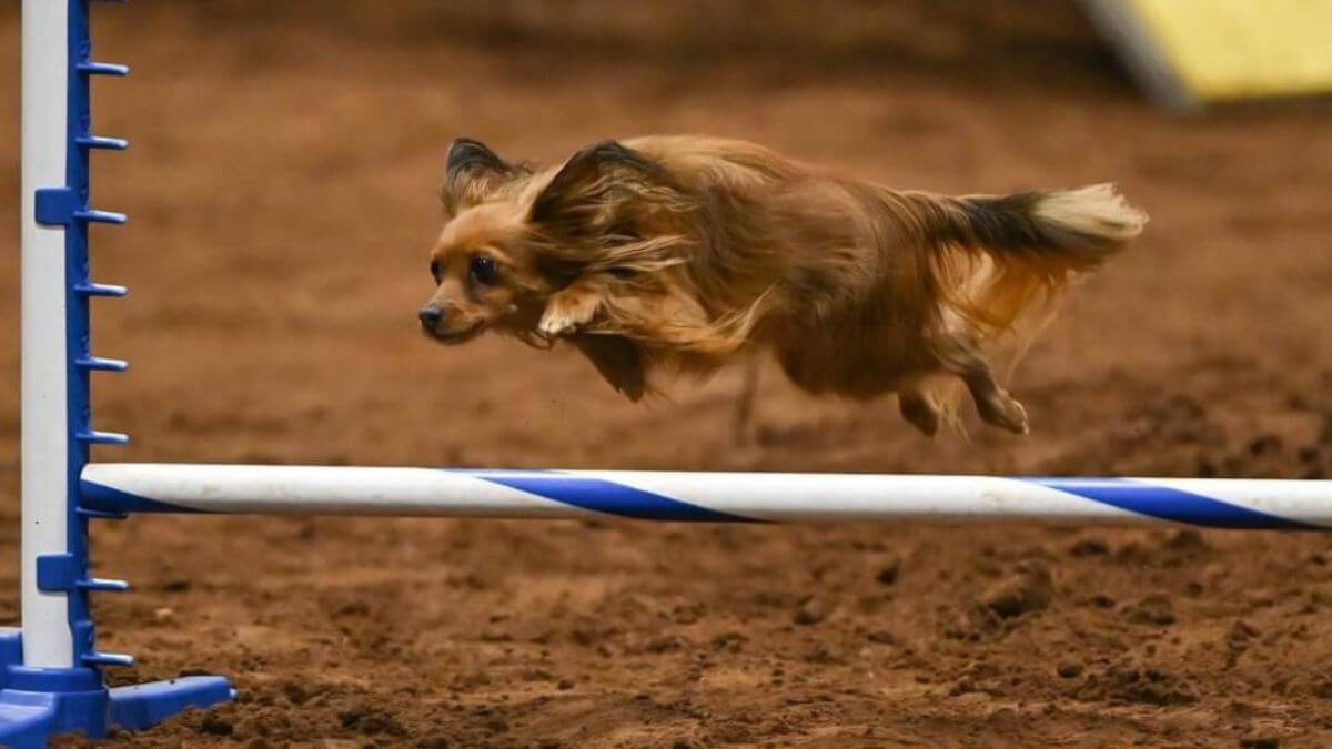 Agility-Jump
