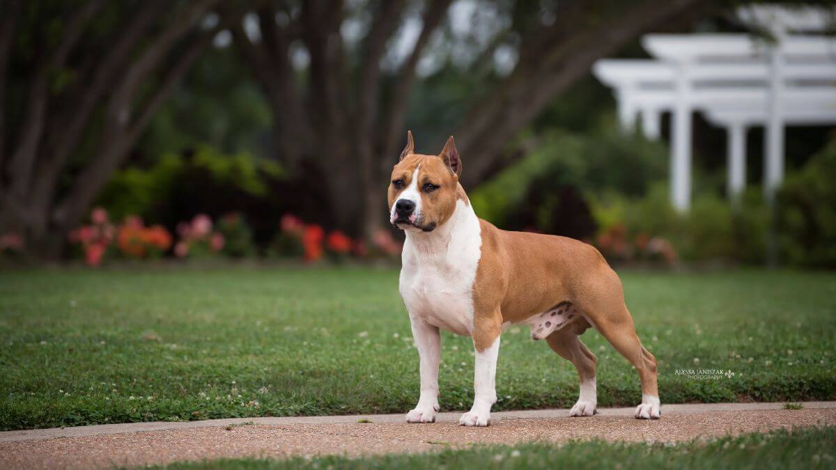 American-Staffordshire-Terrier