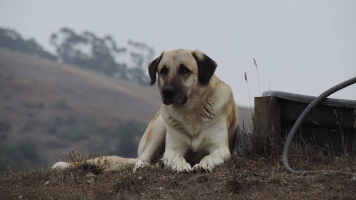 Anatolian Shepherd Dog