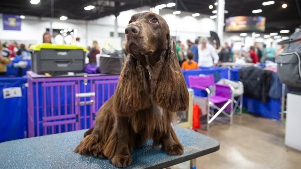 Field Spaniel in Benching Area - Photo by Steve Donahue/seespotrunphoto.com