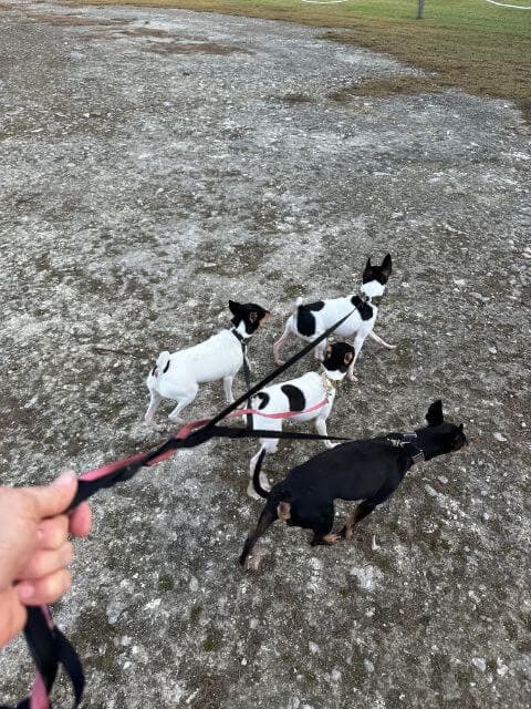 Toy Terriers