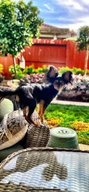 Perched-on-Chair