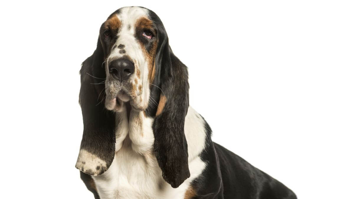 Basset Hound
