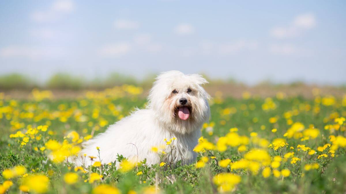 Coton de Tulear
