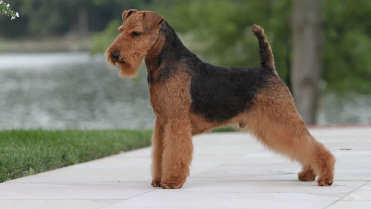 Welsh Terrier