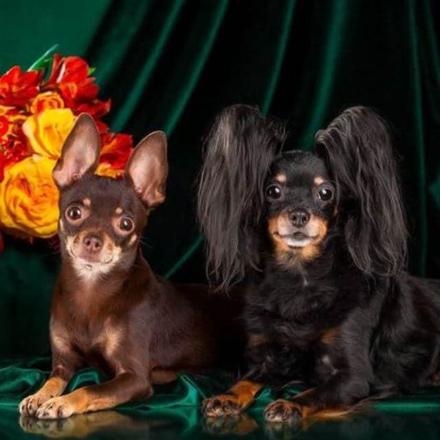 Russian Toy Terrier