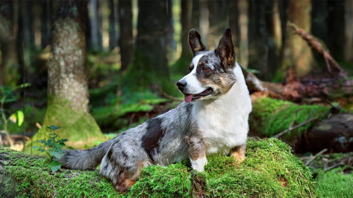 Cardigan Welsh Corgi