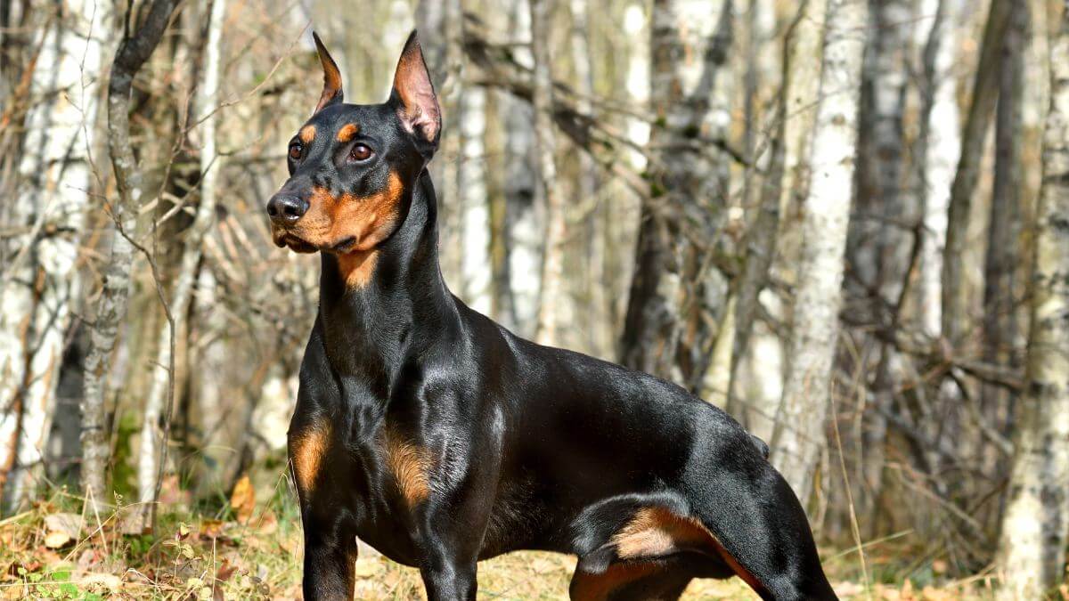 Tan-and-black German Pinscher standing on a fall forest backgraund