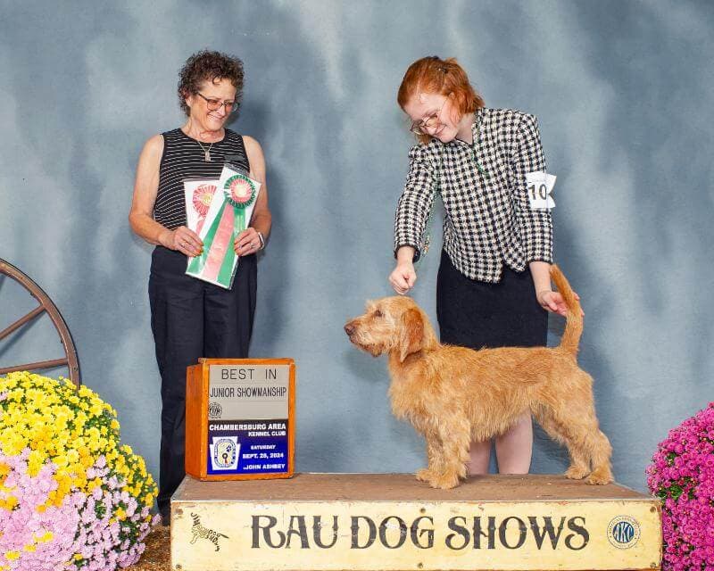 Basset Fauve De Bretagne