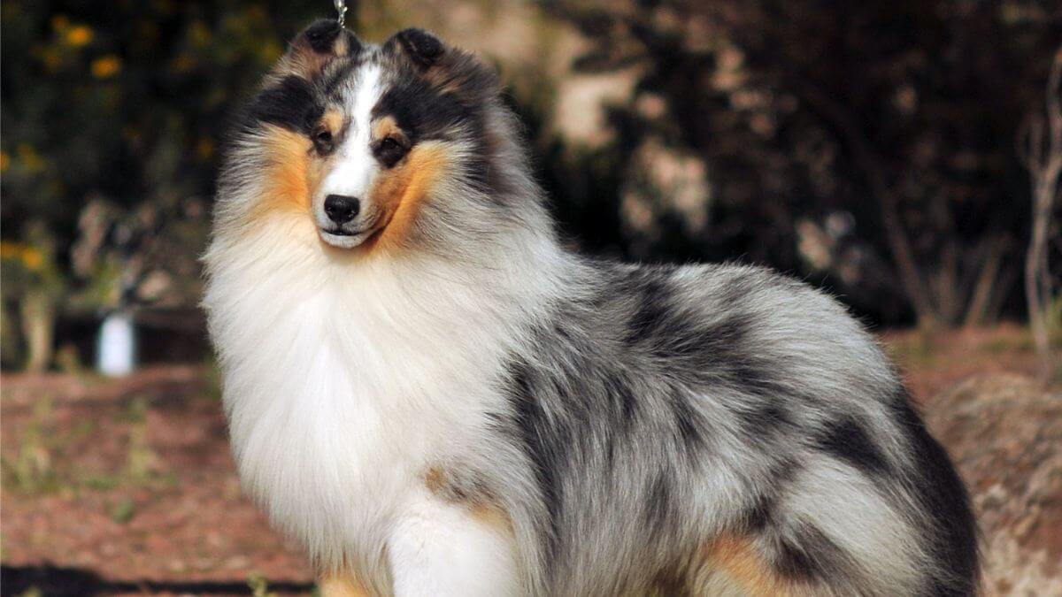 Shetland Sheepdog