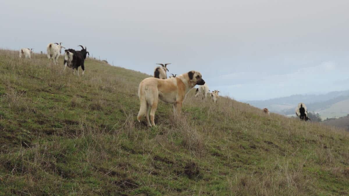 Anatolian Shepherd Dog