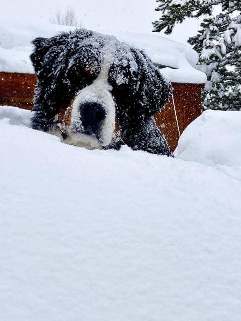 Bernese Mountain Dog