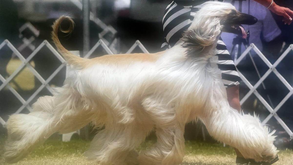 Afghan Hound