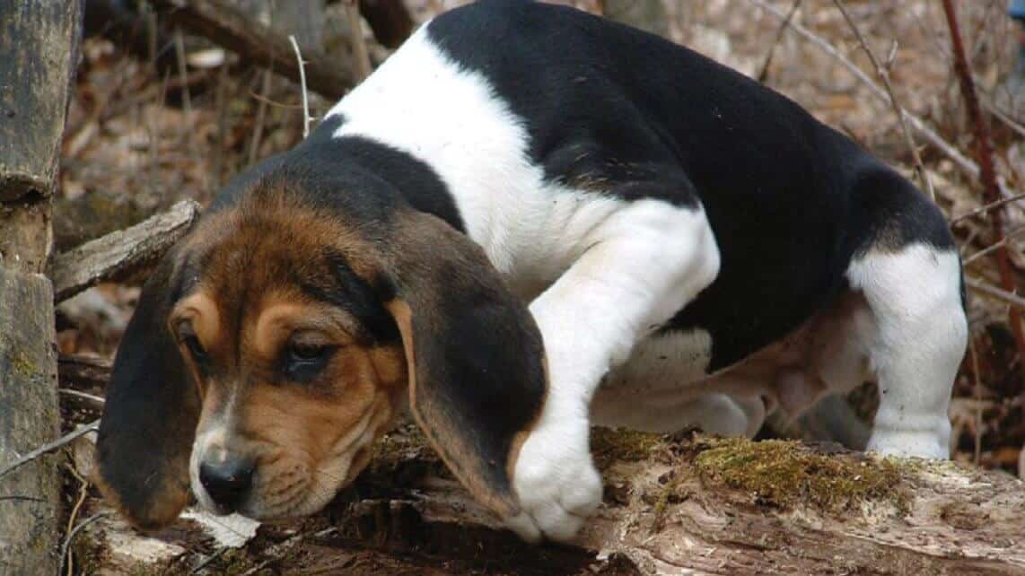 Treeing Walker Coonhound puppy